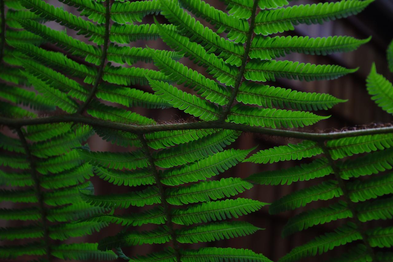 The Plains Green Ambawela Экстерьер фото